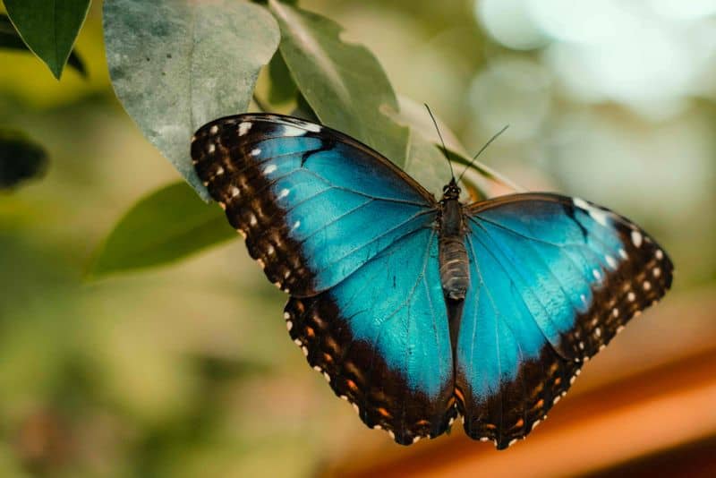 1. Blue Morpho