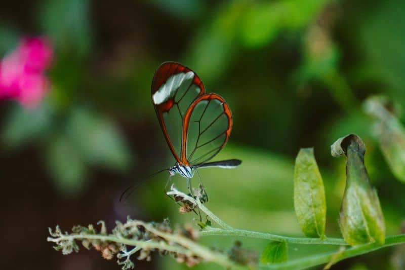 2. Glasswing Butterfly