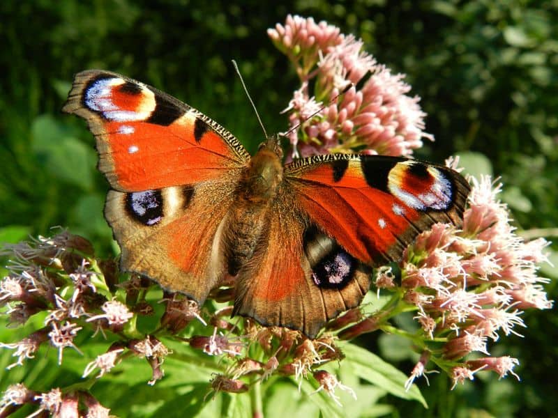 3. Peacock Butterfly