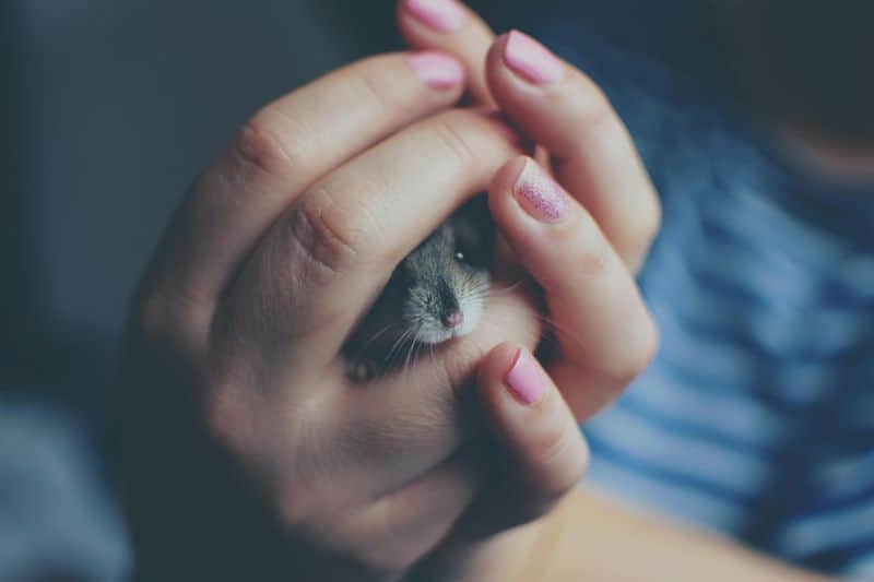 4. Socialize Gently
