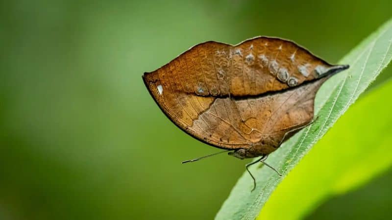 5. Dead Leaf Butterfly