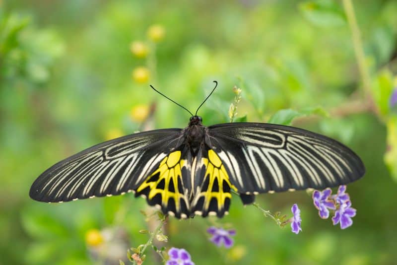 7. Birdwing Butterfly