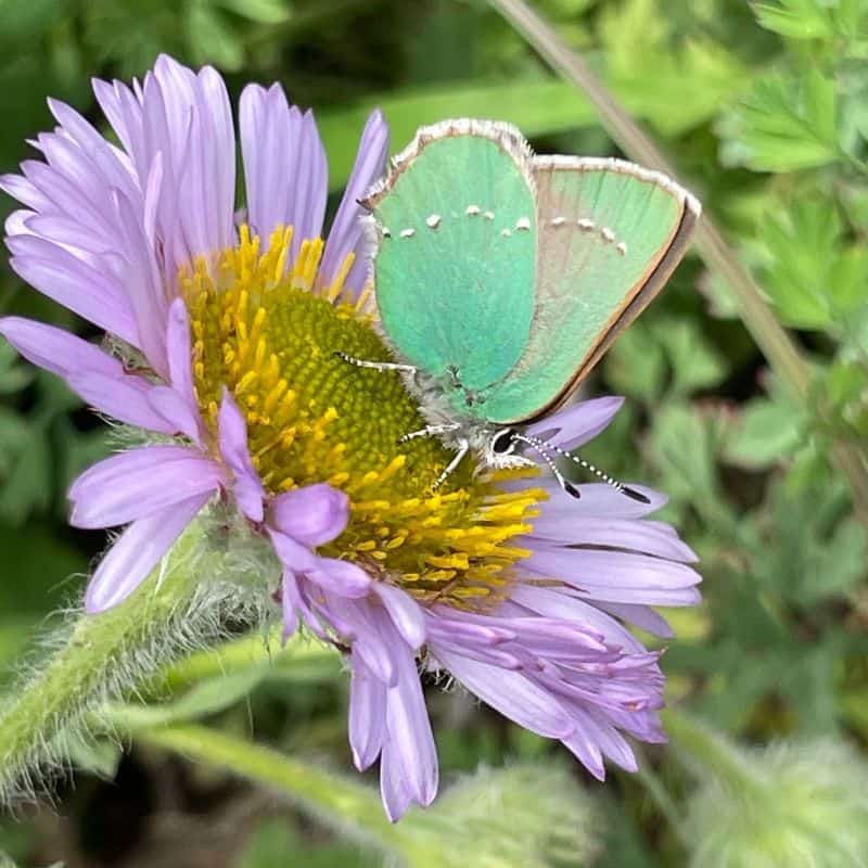 8. Green Hairstreak