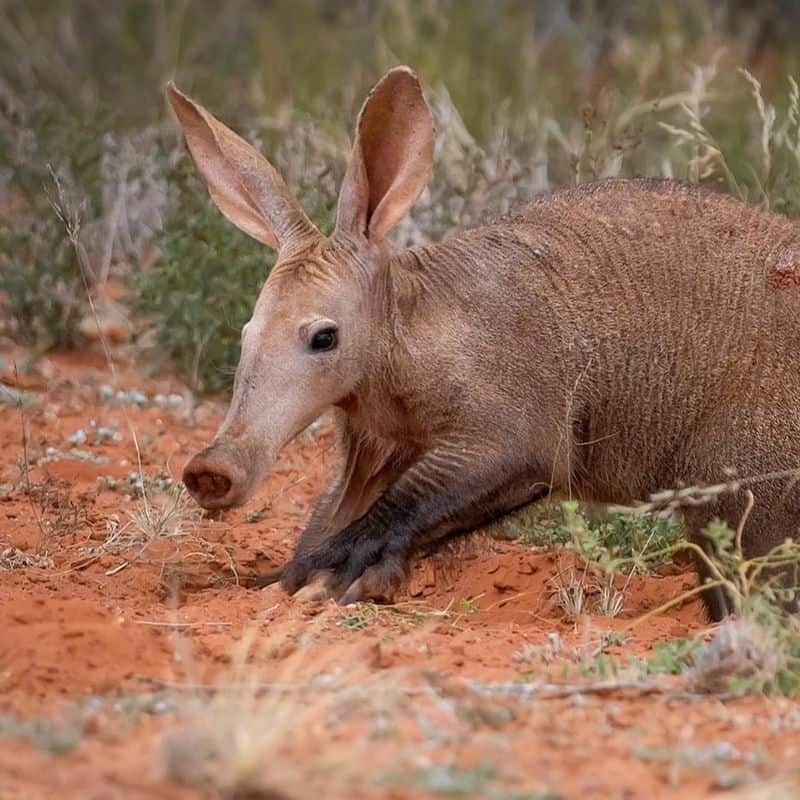 Aardvark