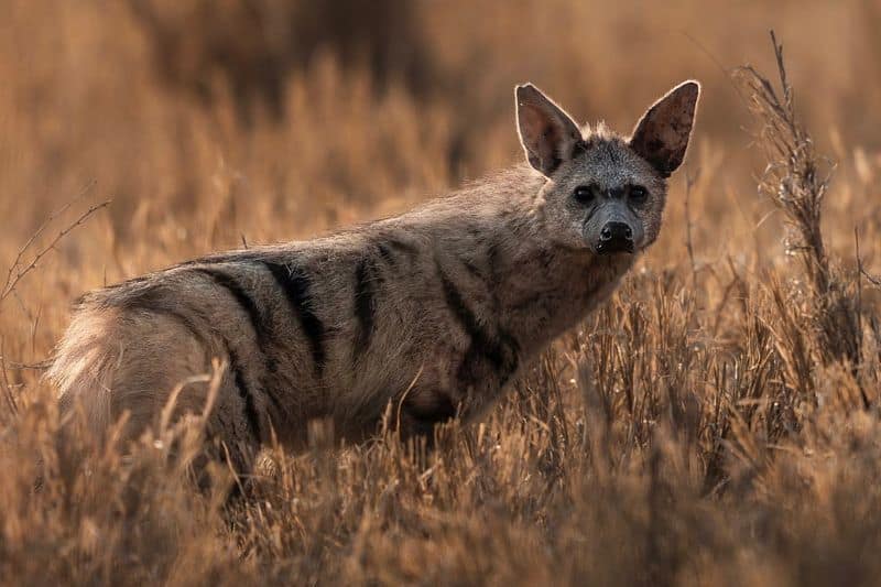 Aardwolf