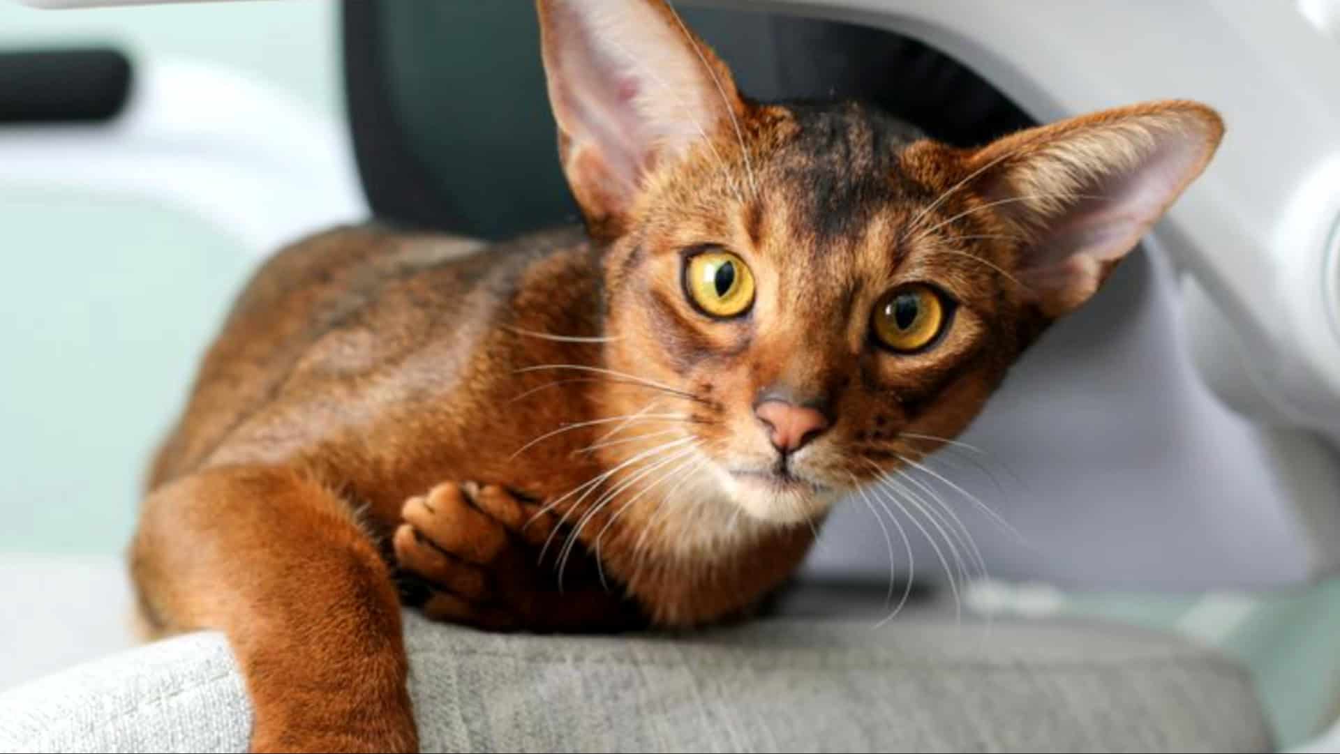 Abyssinian cat