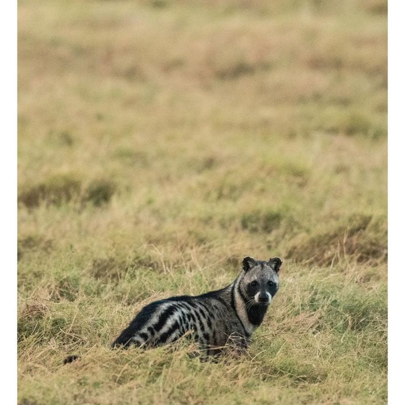 African Civet