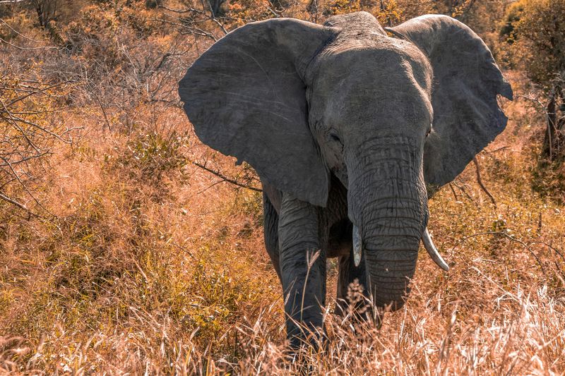 African Elephant