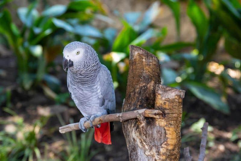 African Grey Parrot