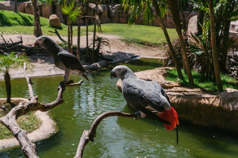 African Grey Parrot