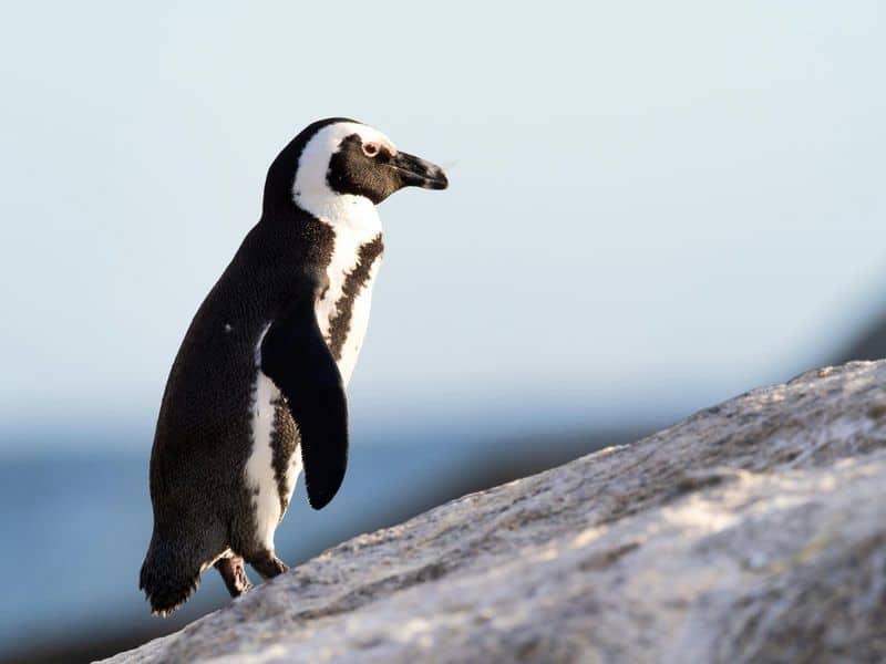 African Penguin