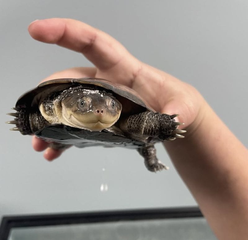 African Sideneck Turtle