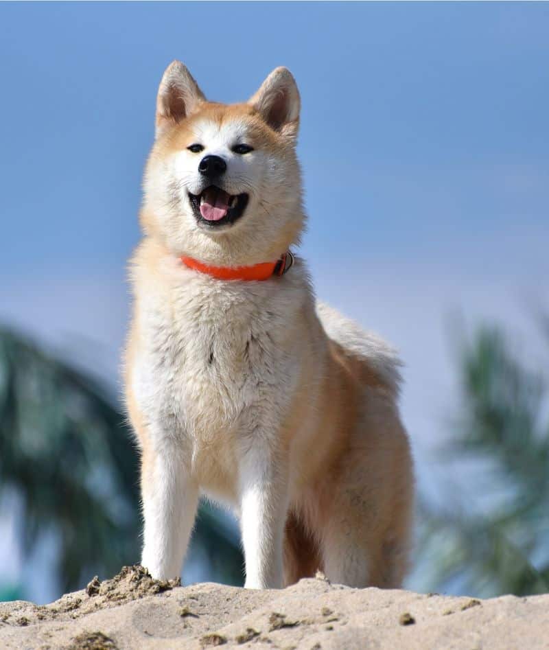 Akita Inu