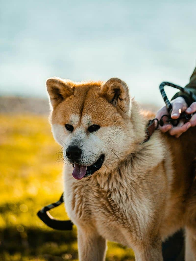 Akita