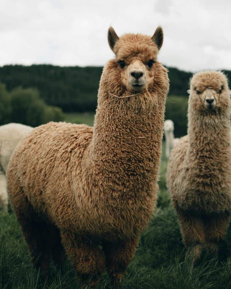 Alpaca