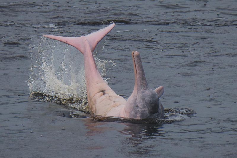 Amazon River Dolphin