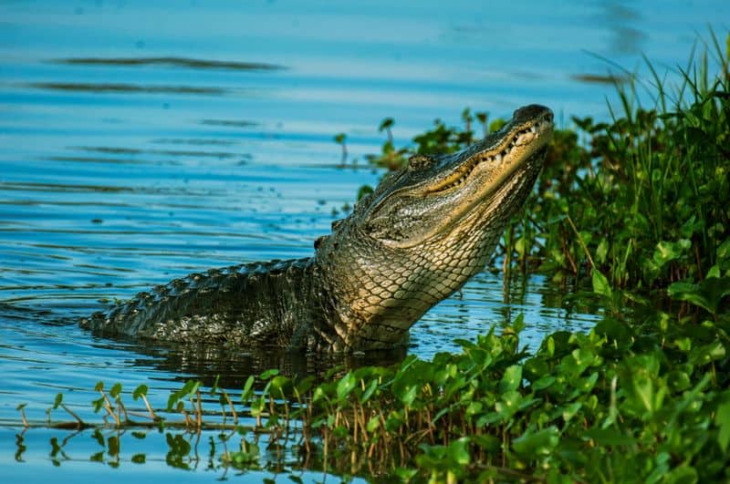 American Alligator