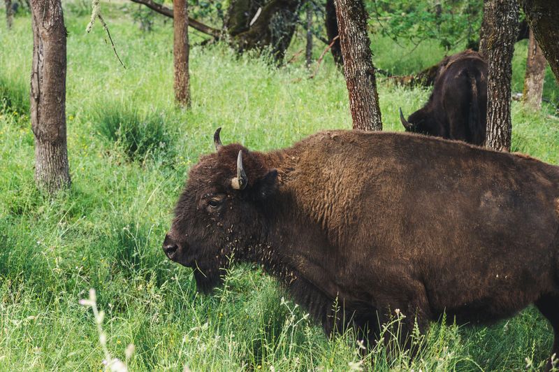 American Bison