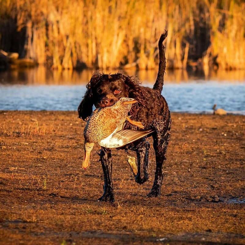 American Water Spaniel