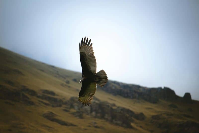 Andean Condor