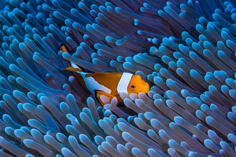 Anemonefish