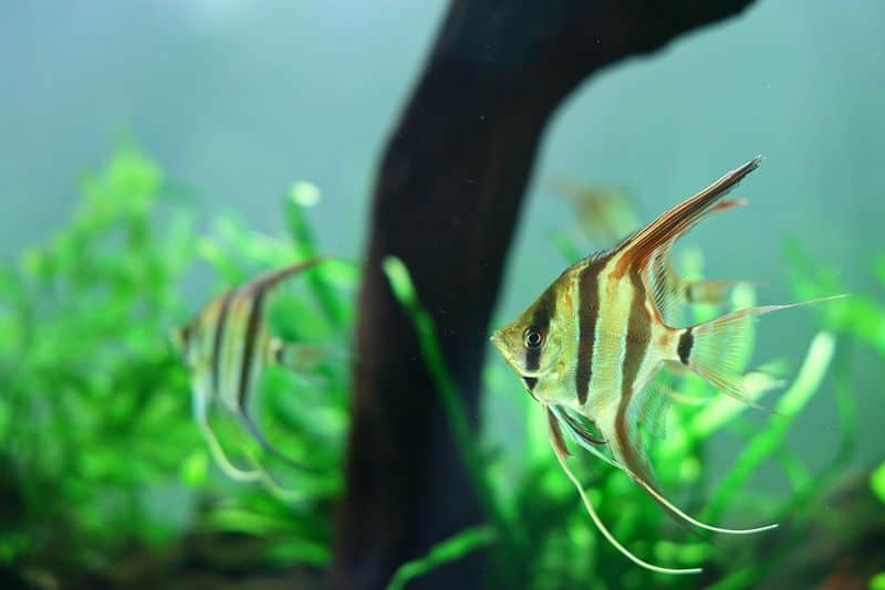 Angelfish