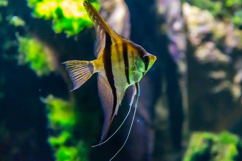 Angelfish