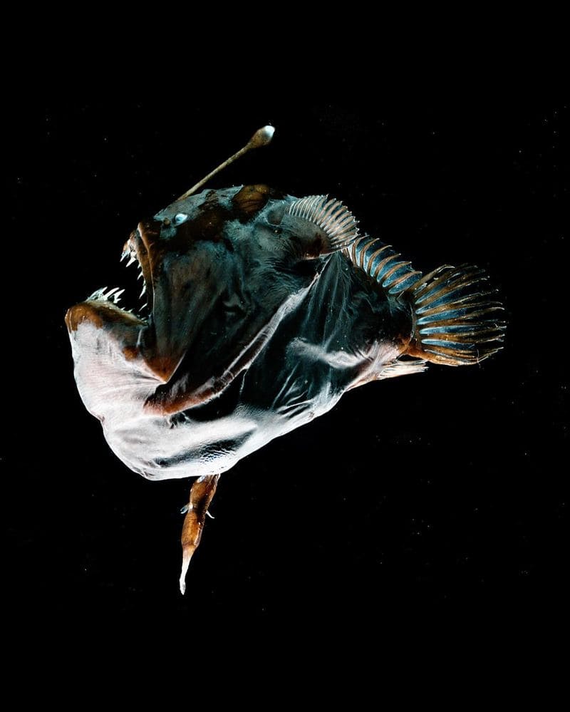 Anglerfish