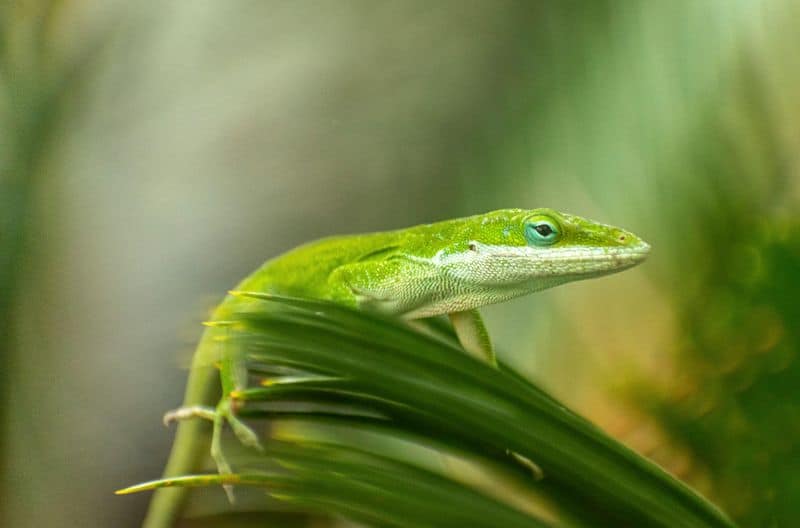 Anole