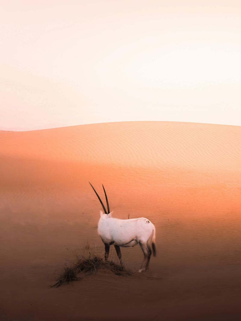 Arabian Oryx