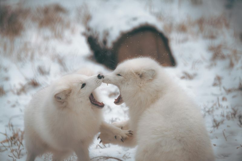 Arctic Fox