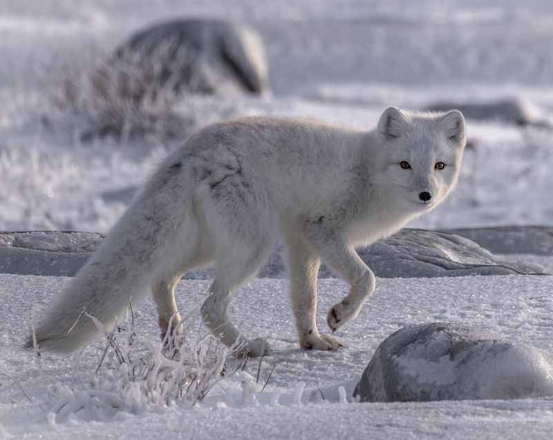 Arctic Fox