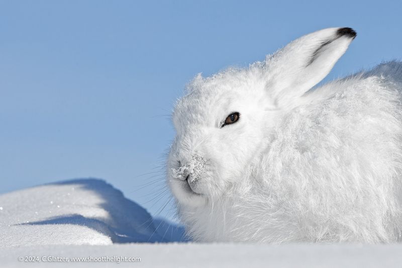 Arctic Hare