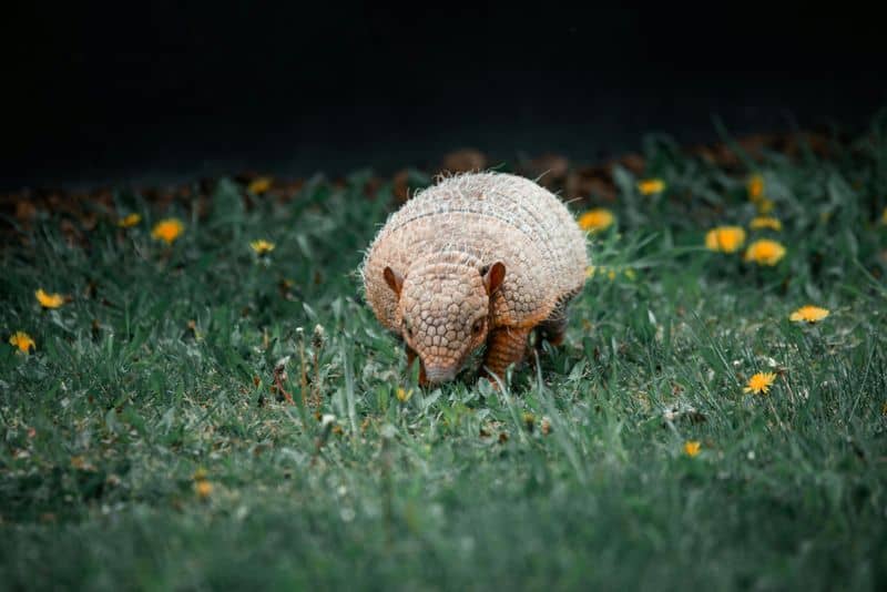 Armadillo