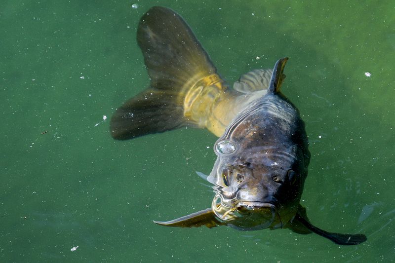 Asian Carp