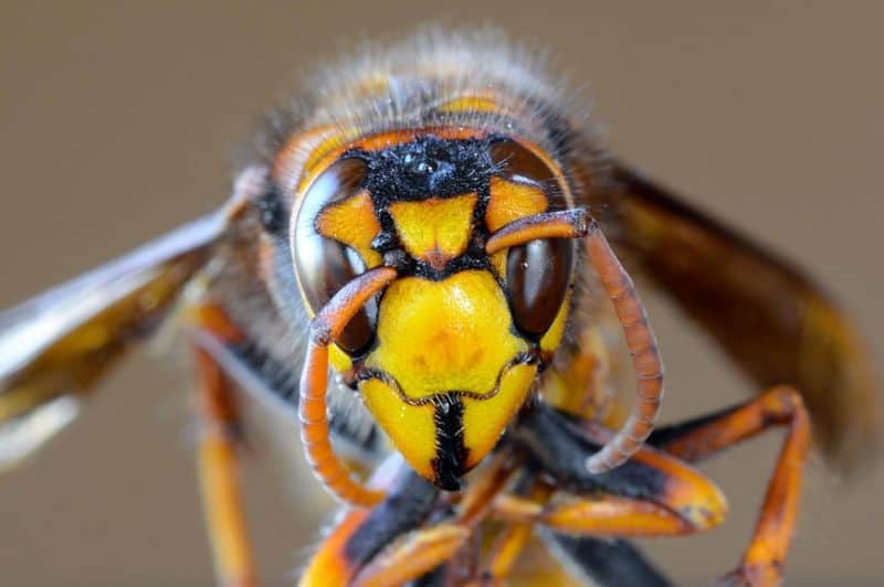 Asian Giant Hornet