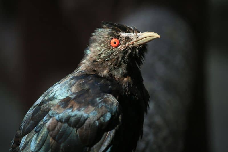 Asian Koel