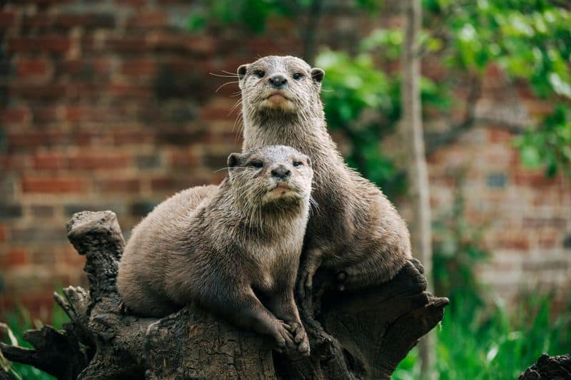 Asian Small-Clawed Otter