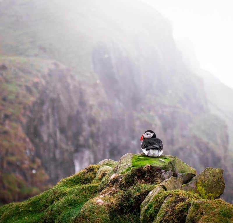 Atlantic Puffin