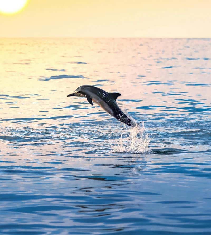 Atlantic White-Sided Dolphin