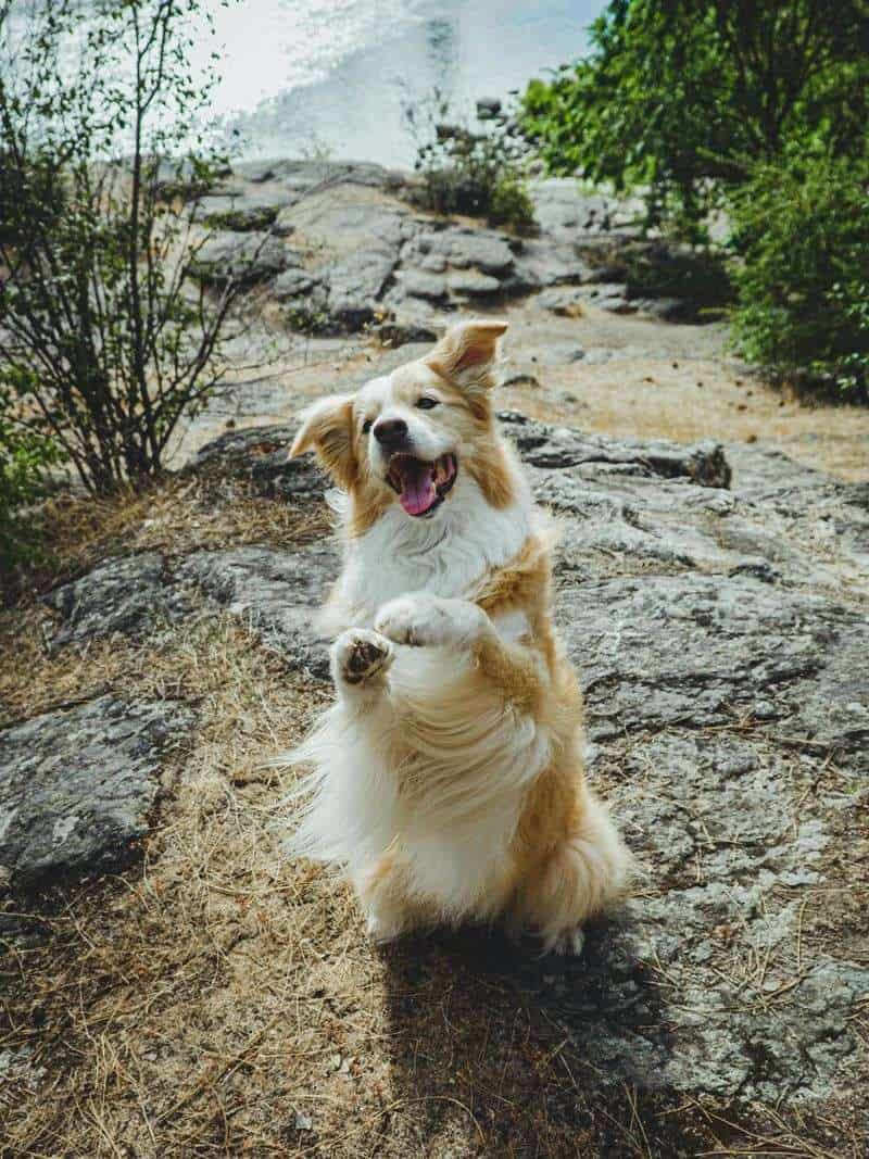 Australian Shepherd