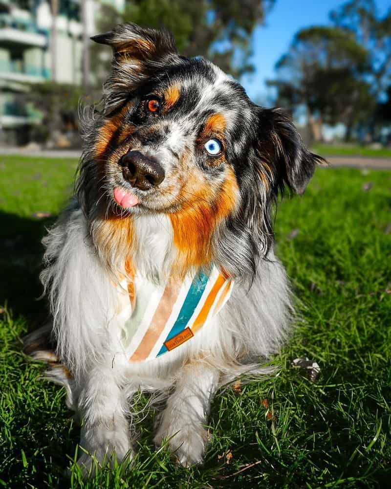 Australian Shepherd