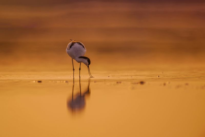 Avocet