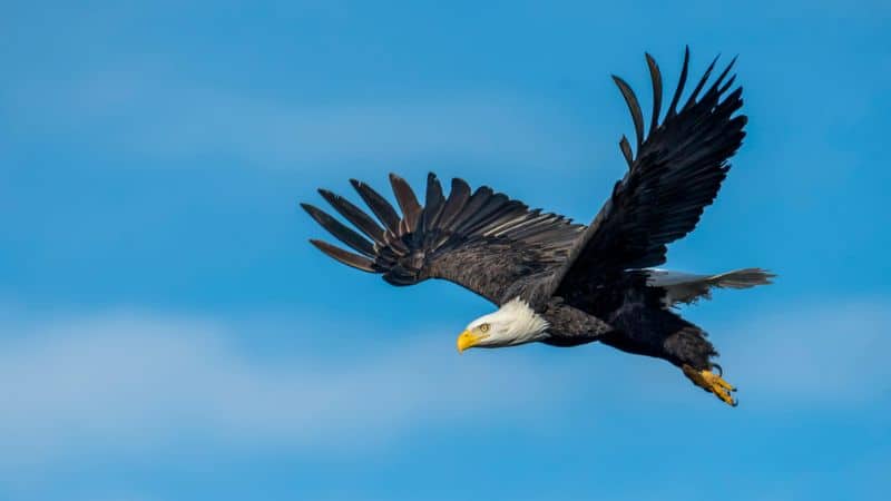 Bald Eagle