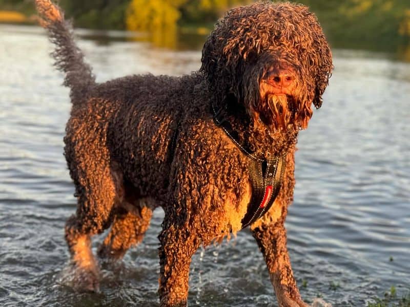 Barbet