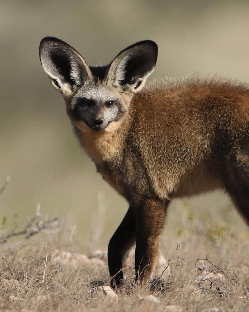 Bat-eared Fox