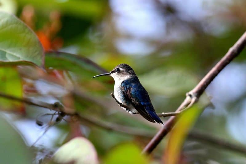 Bee Hummingbird