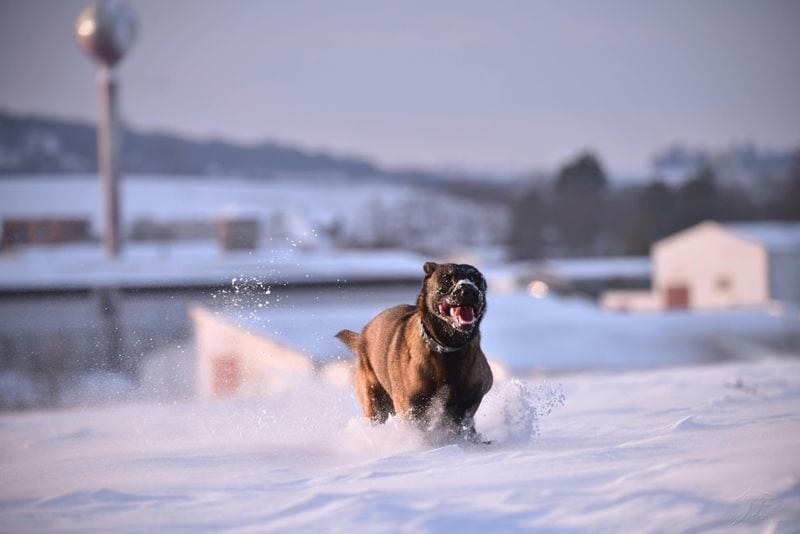 Belgian Malinois