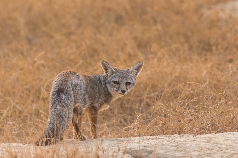 Bengal Fox