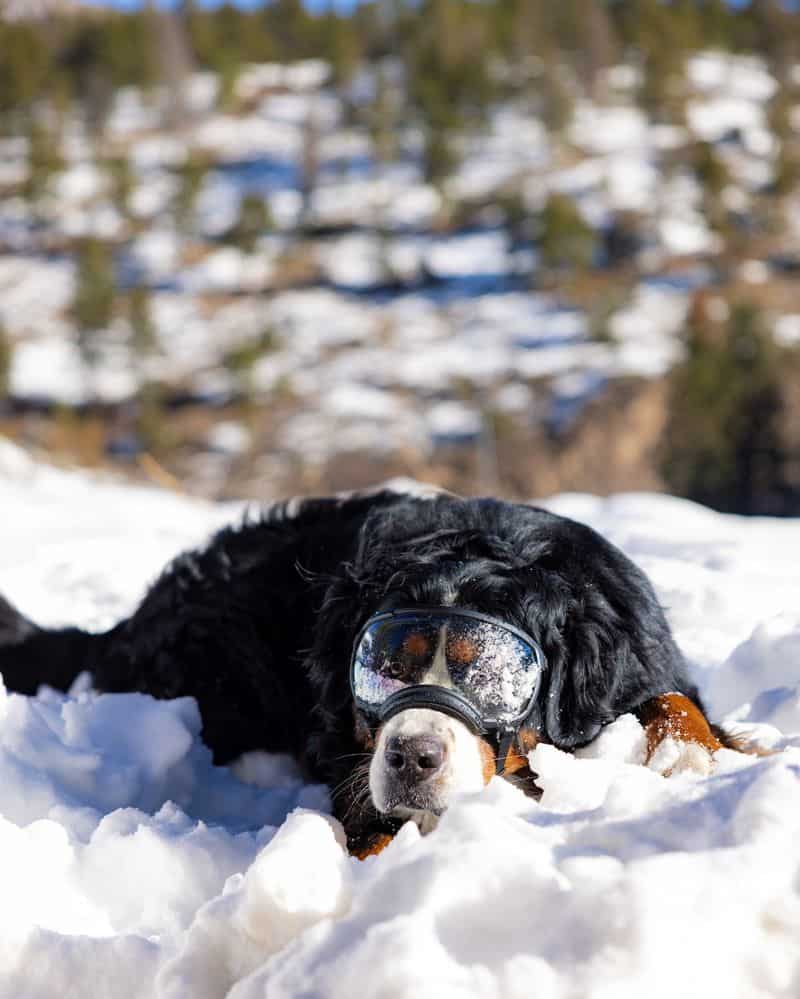 Bernese Mountain Dog